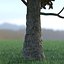 Magnolia Tree (1)