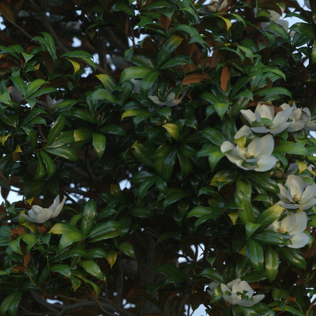 3d magnolia tree leafs model https://p.turbosquid.com/ts-thumb/oC/Rv9nr2/EWIHljUT/05/jpg/1490114593/1920x1080/fit_q87/89397434f469b24b220a3ebfcb7609bbc9802dd1/05.jpg