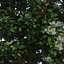 Magnolia Tree (1)