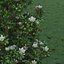 Magnolia Tree (1)