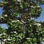 Magnolia Tree (1)