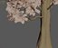 Magnolia Tree (1)
