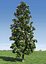 Magnolia Tree (1)