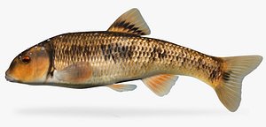 Campostoma oligolepis Largescale Stoneroller