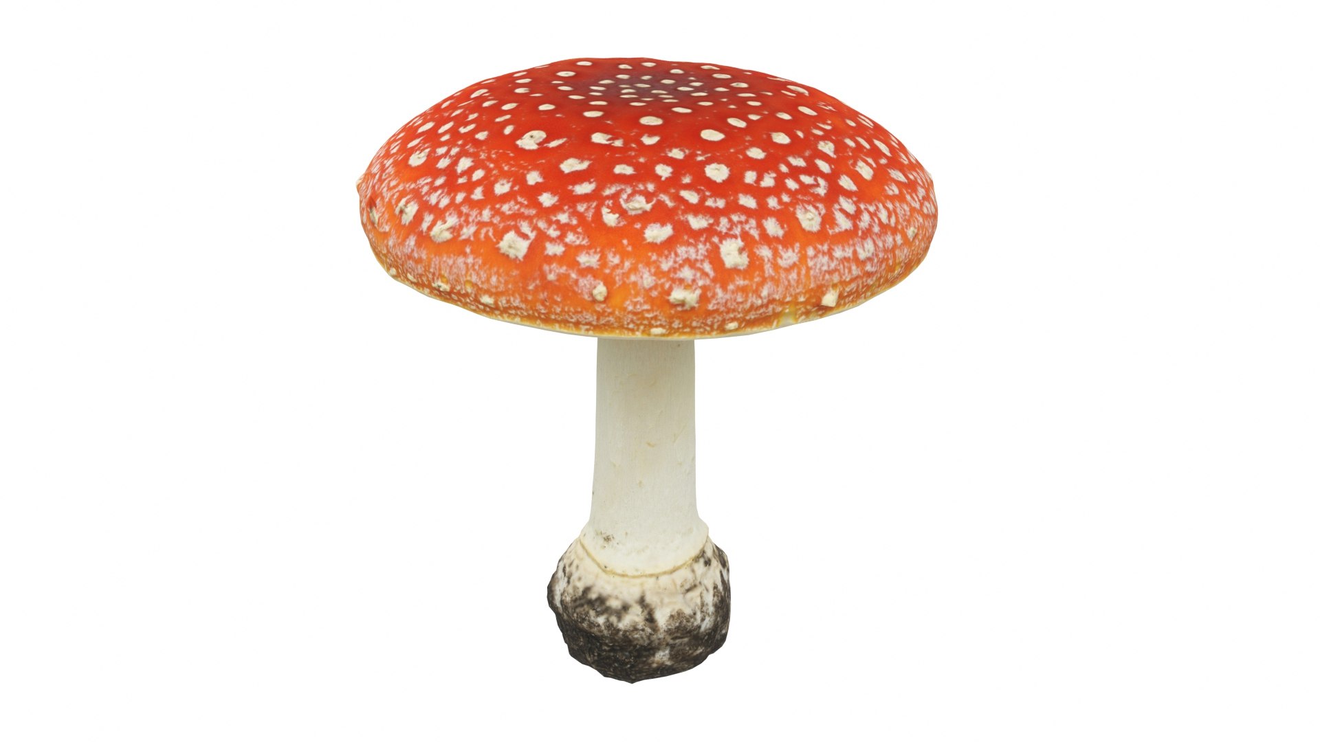 Toadstool 3 3D Model - TurboSquid 1803760