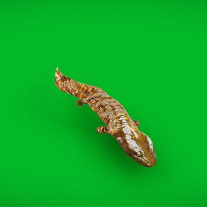 Hellbender Salamander
