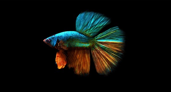 3D betta splendens