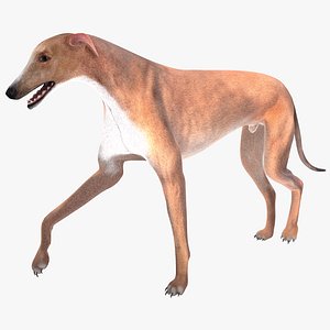 australian greyhound 2 fur 3d model