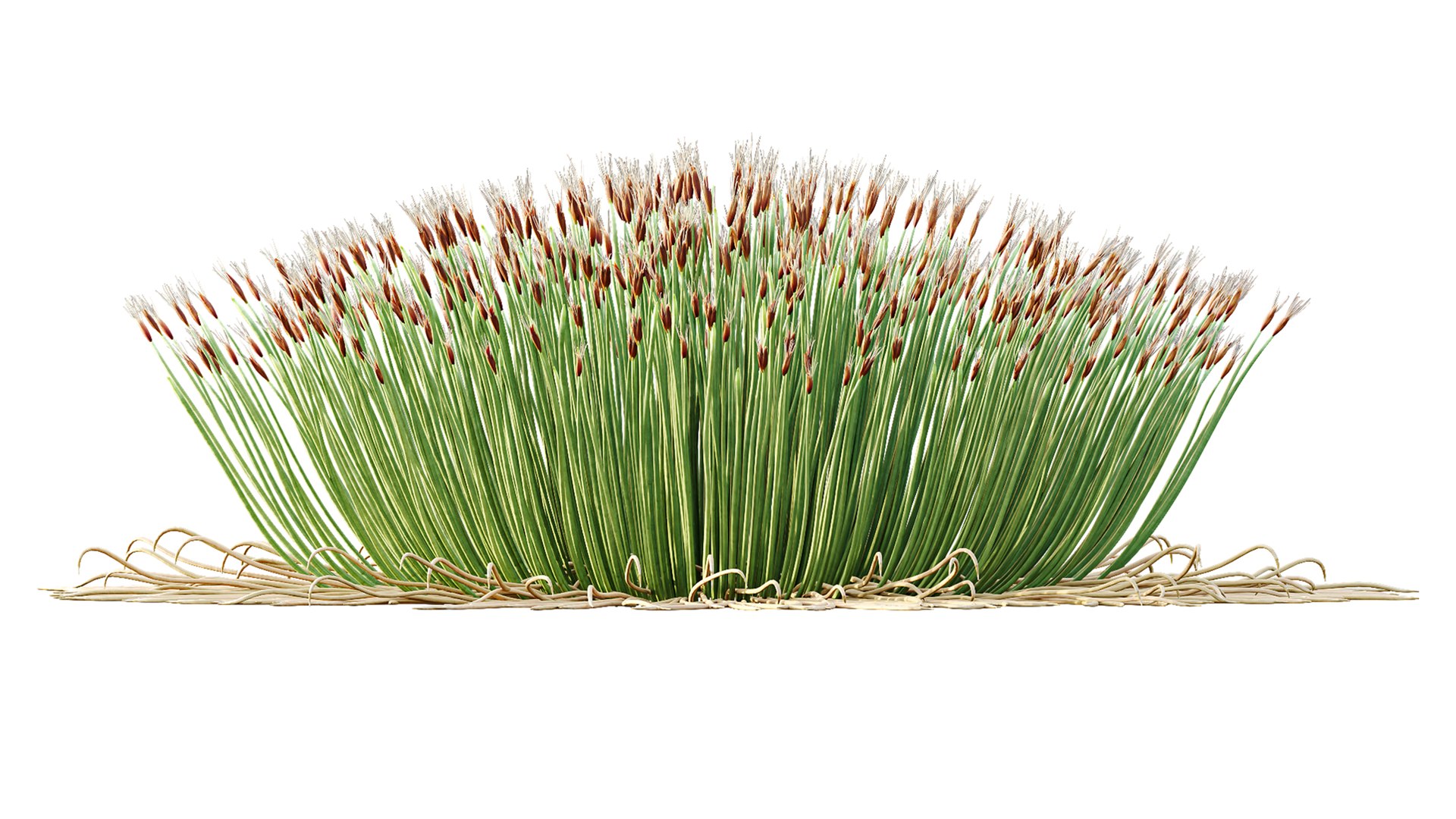 AV Plant Trichophorum Cespitosum Tufted Bulrush Rasenbinse Deer Grass model https://p.turbosquid.com/ts-thumb/oD/7mhAXS/Py/03/png/1788336910/1920x1080/fit_q87/fbb82603c6e34e6e48e77c531c1c3838710f34be/03.jpg