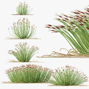 AV Plant Trichophorum Cespitosum Tufted Bulrush Rasenbinse Deer Grass model