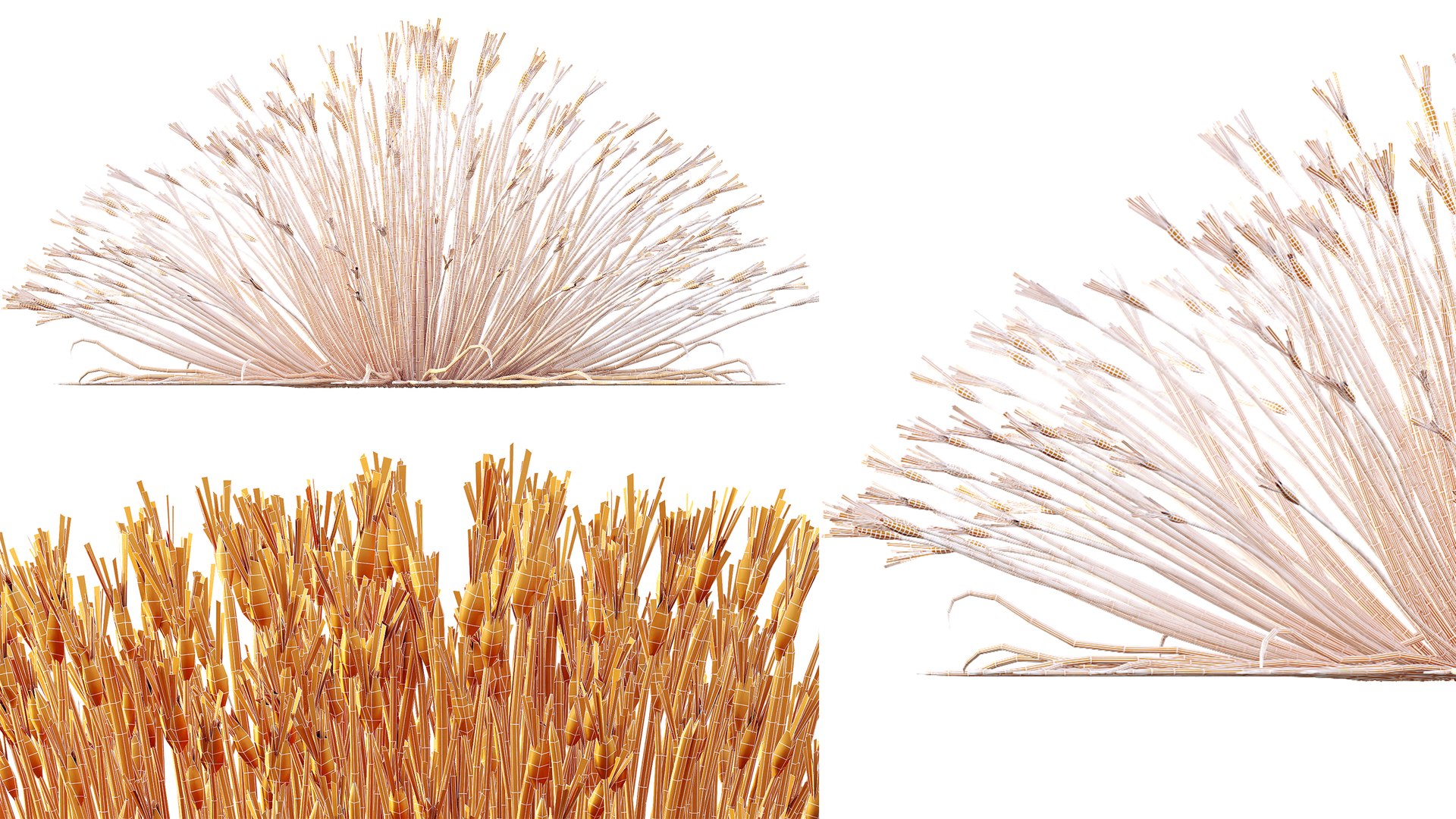 AV Plant Trichophorum Cespitosum Tufted Bulrush Rasenbinse Deer Grass model https://p.turbosquid.com/ts-thumb/oD/7mhAXS/Wi/07/png/1788336913/1920x1080/fit_q87/235eea74125fb01b141457c5b272ff84d802877b/07.jpg