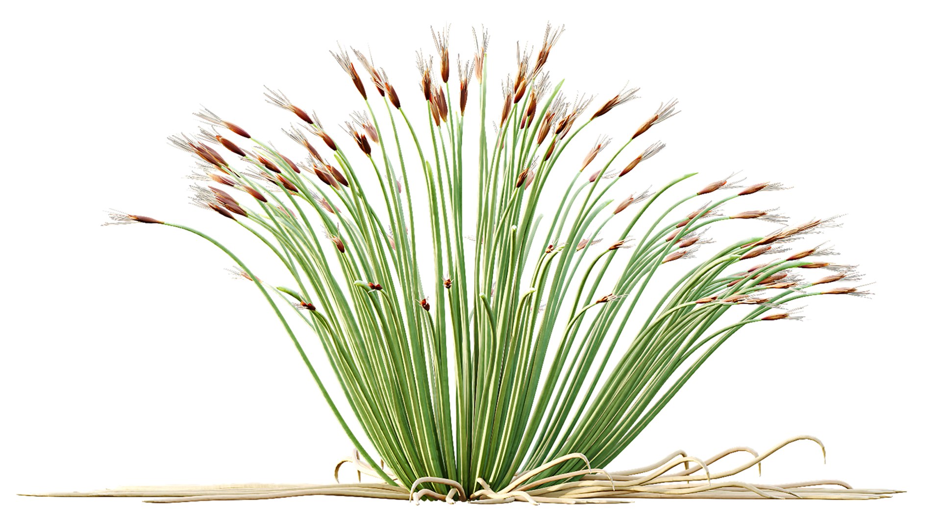 AV Plant Trichophorum Cespitosum Tufted Bulrush Rasenbinse Deer Grass model https://p.turbosquid.com/ts-thumb/oD/7mhAXS/ct/06/png/1788336912/1920x1080/fit_q87/15ba96449d618393062b17f01bc711aa78677aef/06.jpg