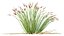 AV растение Trichophorum Cespitosum хохлатый камыш Rasenbense Deer Grass