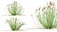 AV растение Trichophorum Cespitosum хохлатый камыш Rasenbense Deer Grass