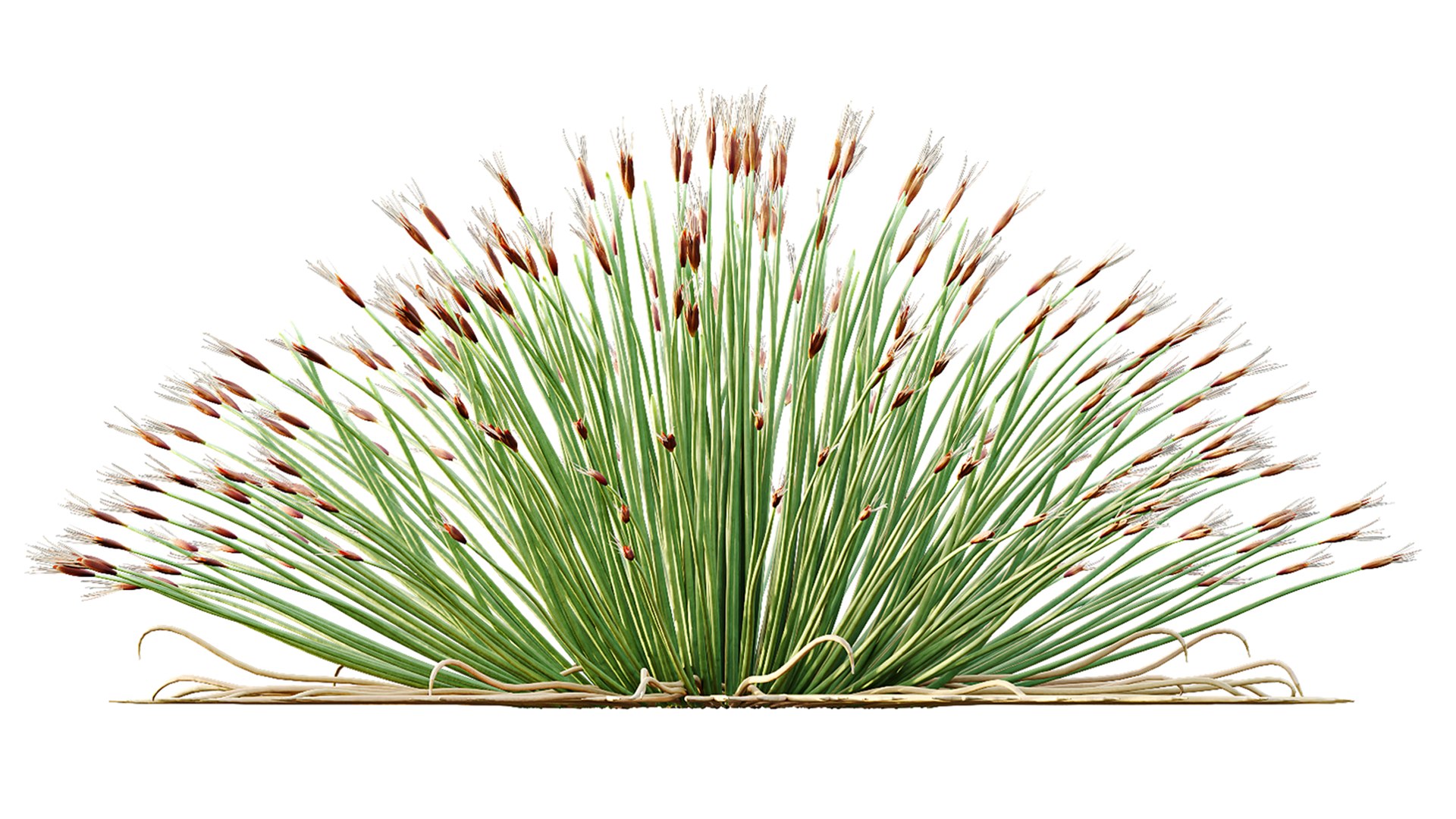 AV Plant Trichophorum Cespitosum Tufted Bulrush Rasenbinse Deer Grass model https://p.turbosquid.com/ts-thumb/oD/7mhAXS/yA/05/png/1788336911/1920x1080/fit_q87/04ed326c2de795df9863c9565da04e0e2603925b/05.jpg