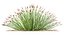 AV растение Trichophorum Cespitosum хохлатый камыш Rasenbense Deer Grass