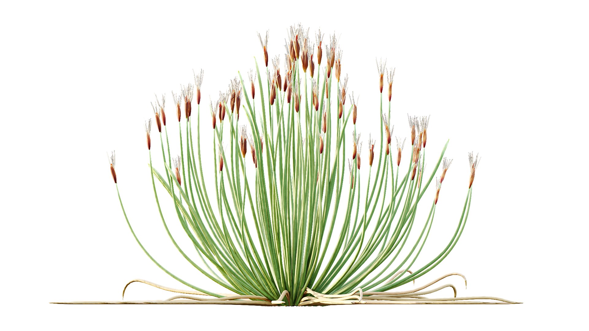 AV Plant Trichophorum Cespitosum Tufted Bulrush Rasenbinse Deer Grass model https://p.turbosquid.com/ts-thumb/oD/7mhAXS/zo/04/png/1788336911/1920x1080/fit_q87/37e83443e8fb9a1de4506ee7a4309b6ec4b2c861/04.jpg