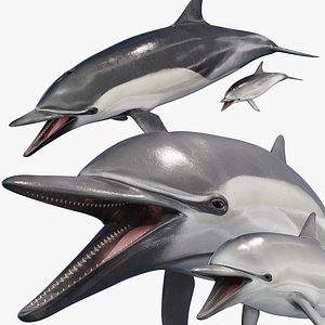 Mother and Cub Dolphins - Film Quality - 6 texture variations