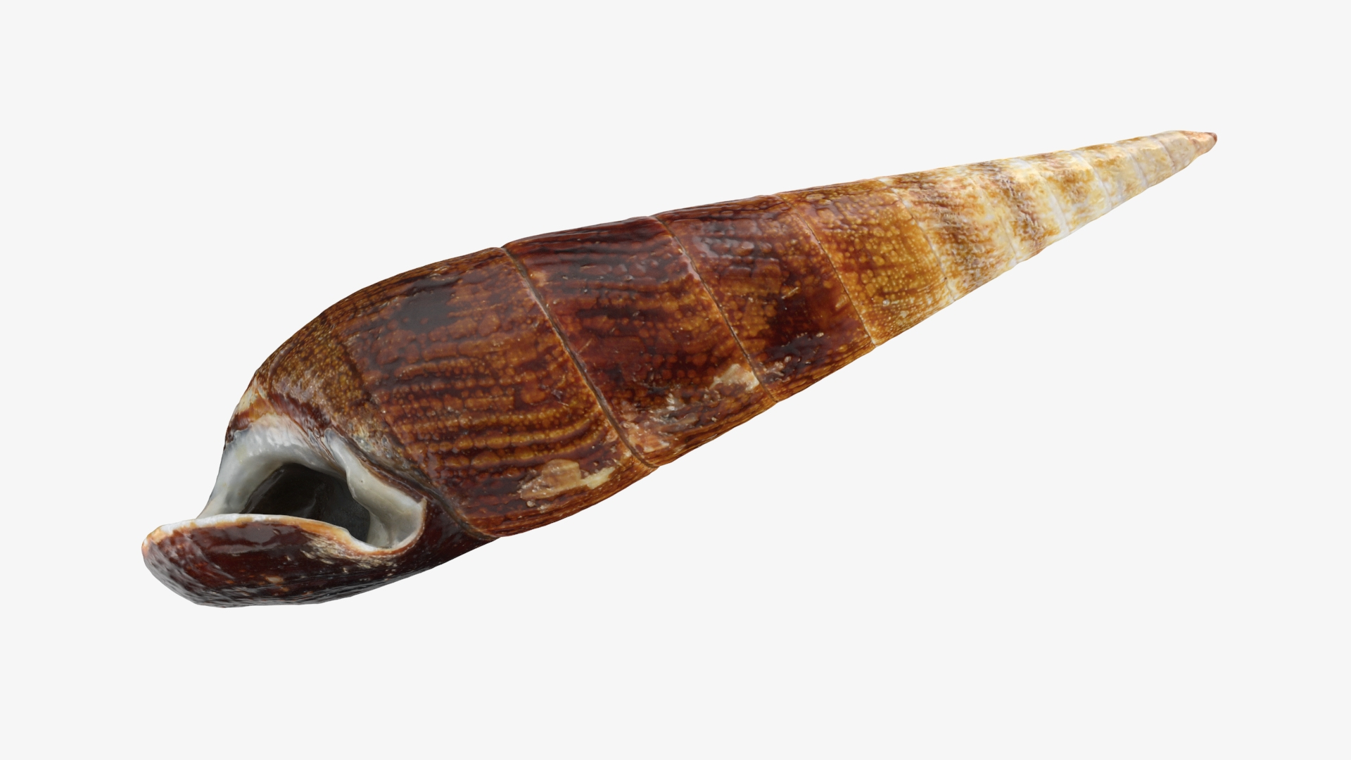 Faunus Ater 3D model https://p.turbosquid.com/ts-thumb/oD/AzEl6g/TS/faunusatert2/jpg/1740574452/1920x1080/turn_fit_q99/55990bdf1ea942bd4ff73320a798ef96fd052e2b/faunusatert2-1.jpg