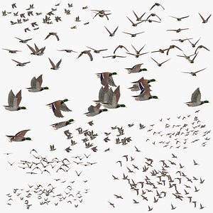 Flocks Of Ducks Flying