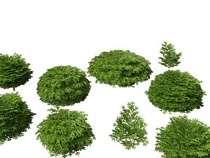 3D Picea abies Nidiformis - Norway spruce model