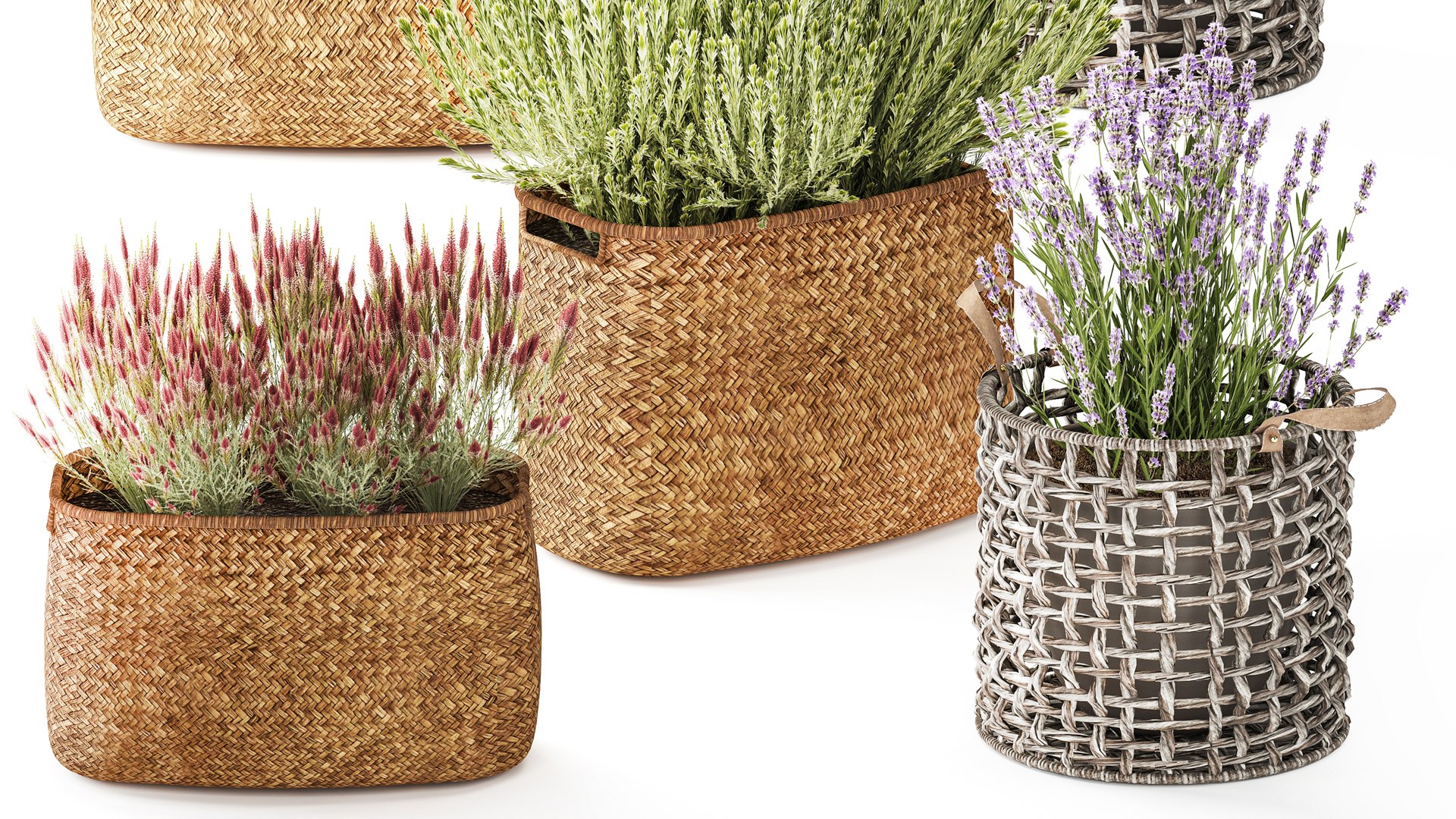 lavender bushes wildflowers flowerbed garden plants bush flowers flower pot outdoor flowerpot bouque model https://p.turbosquid.com/ts-thumb/oD/PXmp2C/4S/1callunalavender300102/jpg/1770024933/1920x1080/fit_q87/3bc8505750939233a7dfdceb6cc481ea3e37df6f/1callunalavender300102.jpg
