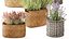lavender bushes wildflowers flowerbed garden plants bush flowers flower pot outdoor flowerpot bouque