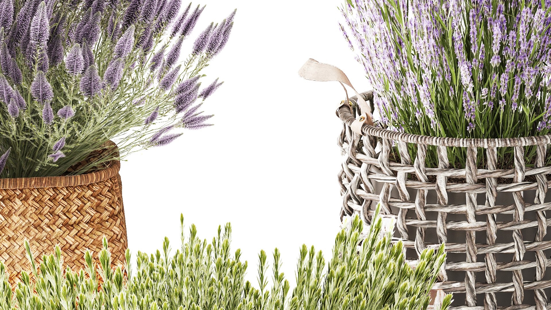 lavender bushes wildflowers flowerbed garden plants bush flowers flower pot outdoor flowerpot bouque model https://p.turbosquid.com/ts-thumb/oD/PXmp2C/GE/1callunalavender300107/jpg/1770024935/1920x1080/fit_q87/f6e10da93afc34814d7b5fe8f4843e2393be7161/1callunalavender300107.jpg