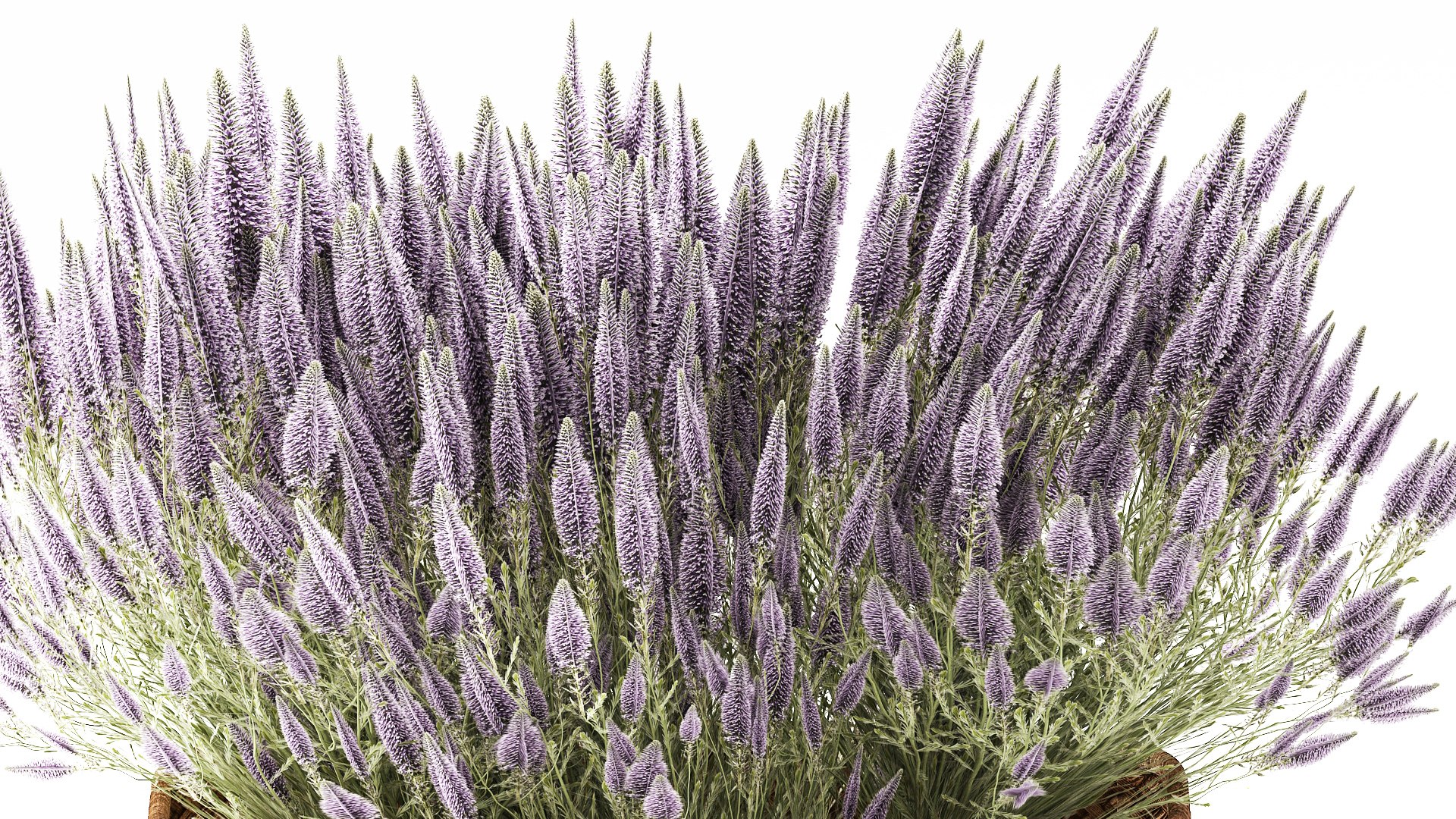 lavender bushes wildflowers flowerbed garden plants bush flowers flower pot outdoor flowerpot bouque model https://p.turbosquid.com/ts-thumb/oD/PXmp2C/Gp/1callunalavender300108/jpg/1770024935/1920x1080/fit_q87/975ff290bcb4e482dc191c6df51c1f2a96384873/1callunalavender300108.jpg