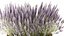 lavender bushes wildflowers flowerbed garden plants bush flowers flower pot outdoor flowerpot bouque