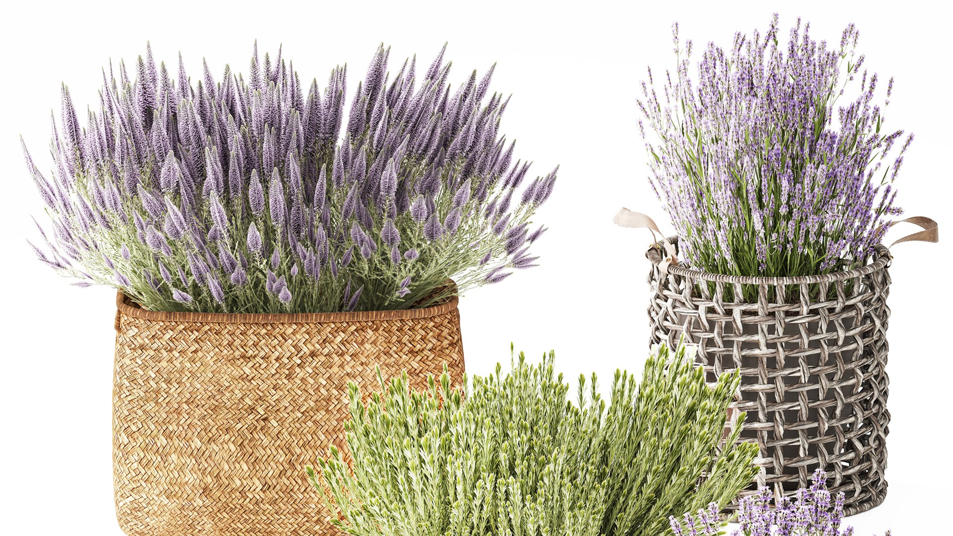 lavender bushes wildflowers flowerbed garden plants bush flowers flower pot outdoor flowerpot bouque model https://p.turbosquid.com/ts-thumb/oD/PXmp2C/Mb/1callunalavender300103/jpg/1770024931/1920x1080/fit_q87/57b3926d35fd1b388aa4a4f0e9958d6f15cfda6a/1callunalavender300103.jpg