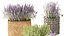 lavender bushes wildflowers flowerbed garden plants bush flowers flower pot outdoor flowerpot bouque