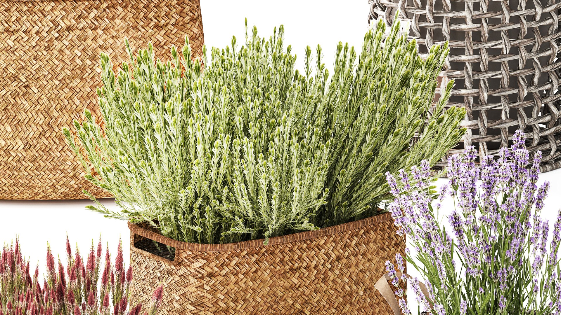 lavender bushes wildflowers flowerbed garden plants bush flowers flower pot outdoor flowerpot bouque model https://p.turbosquid.com/ts-thumb/oD/PXmp2C/QZ/1callunalavender300105/jpg/1770024933/1920x1080/fit_q87/3f6e20accaa8ef706f94bf1169f20d9bb7409fc7/1callunalavender300105.jpg