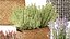 lavender bushes wildflowers flowerbed garden plants bush flowers flower pot outdoor flowerpot bouque