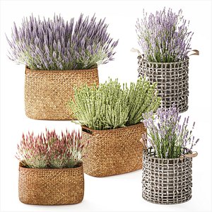 lavender bushes wildflowers flowerbed garden plants bush flowers flower pot outdoor flowerpot bouque model