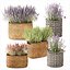 lavender bushes wildflowers flowerbed garden plants bush flowers flower pot outdoor flowerpot bouque