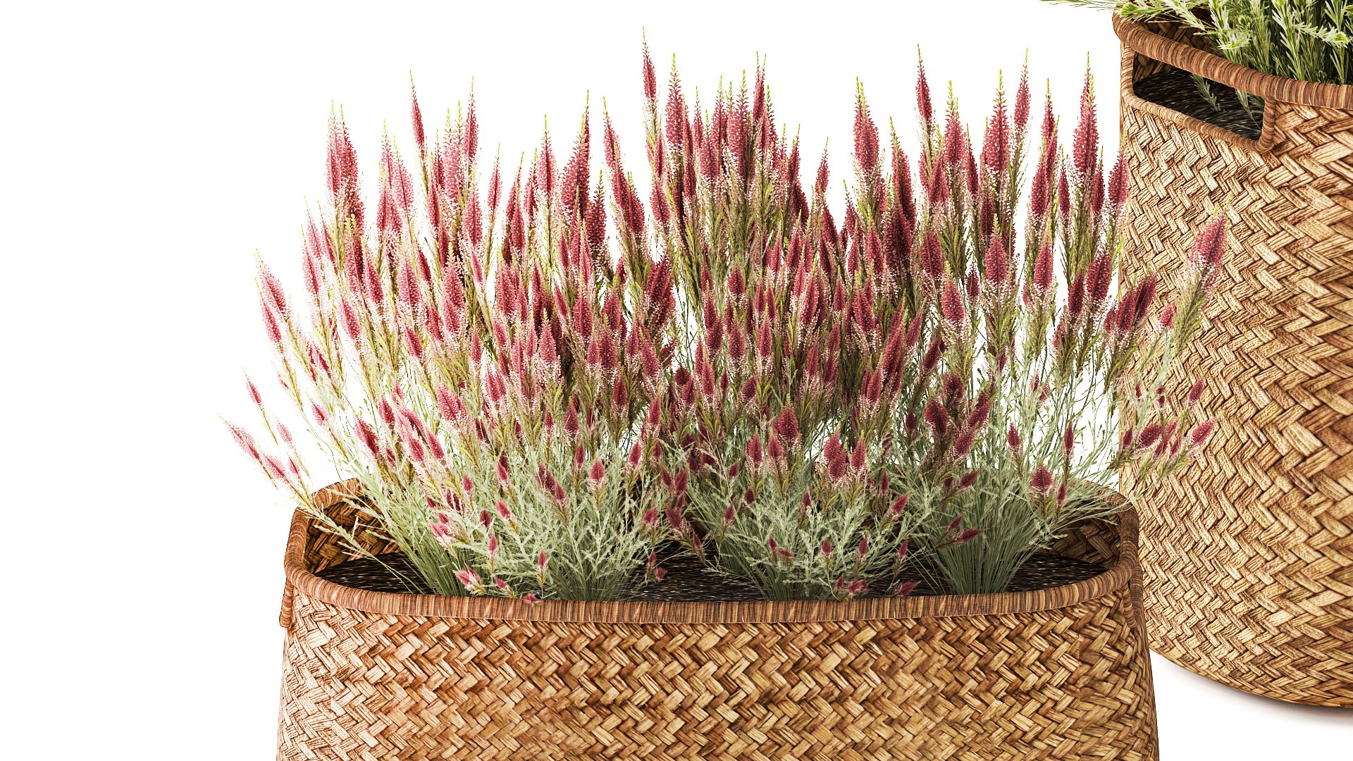 lavender bushes wildflowers flowerbed garden plants bush flowers flower pot outdoor flowerpot bouque model https://p.turbosquid.com/ts-thumb/oD/PXmp2C/s2/1callunalavender300106/jpg/1770024933/1920x1080/fit_q87/c56e0606a79117c77ec239b630faf388ab3cea6d/1callunalavender300106.jpg