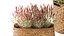 lavender bushes wildflowers flowerbed garden plants bush flowers flower pot outdoor flowerpot bouque