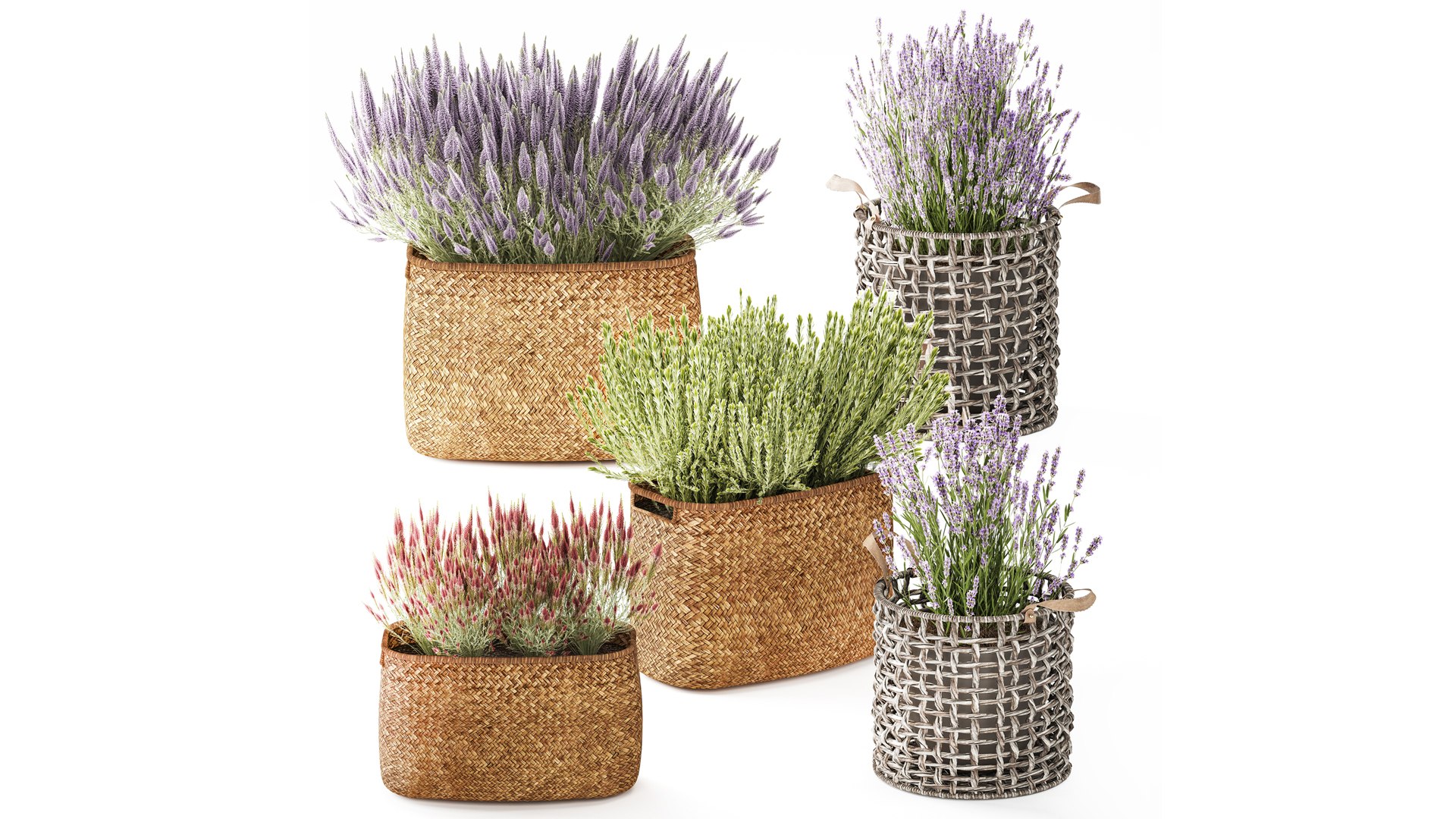 lavender bushes wildflowers flowerbed garden plants bush flowers flower pot outdoor flowerpot bouque model https://p.turbosquid.com/ts-thumb/oD/PXmp2C/uu/1callunalavender300101/jpg/1770024932/1920x1080/fit_q87/abbc59841370a3af3b65583fc79f86a067bce580/1callunalavender300101.jpg