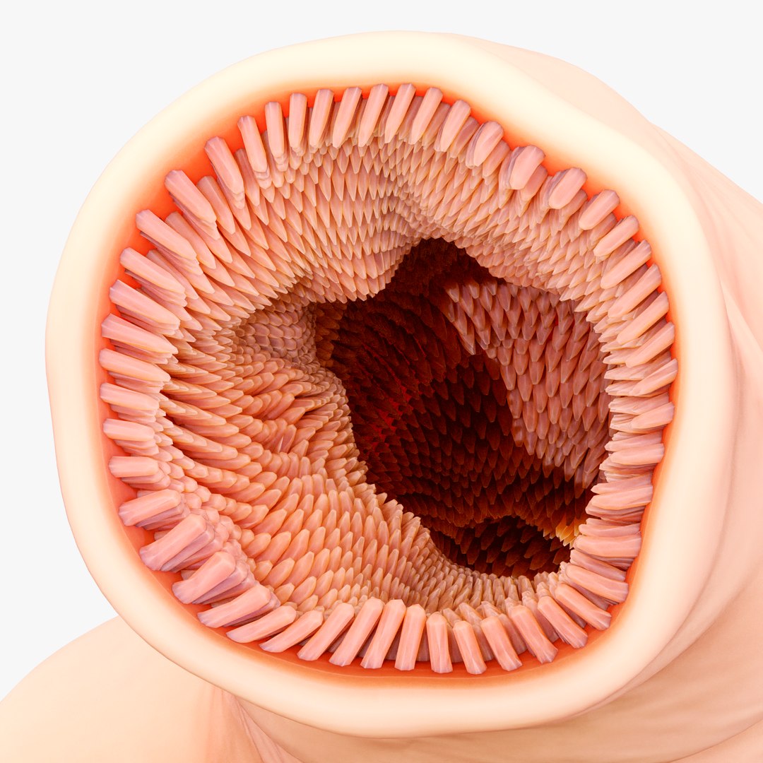 3D Intestinal Microvilli Anatomy model https://p.turbosquid.com/ts-thumb/oD/g279yh/5z/5/png/1684330840/1920x1080/fit_q87/0bfef2f30a5092fd81cdf8840a9b9c56c465776b/5.jpg