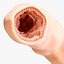 Intestinal Microvilli Anatomy