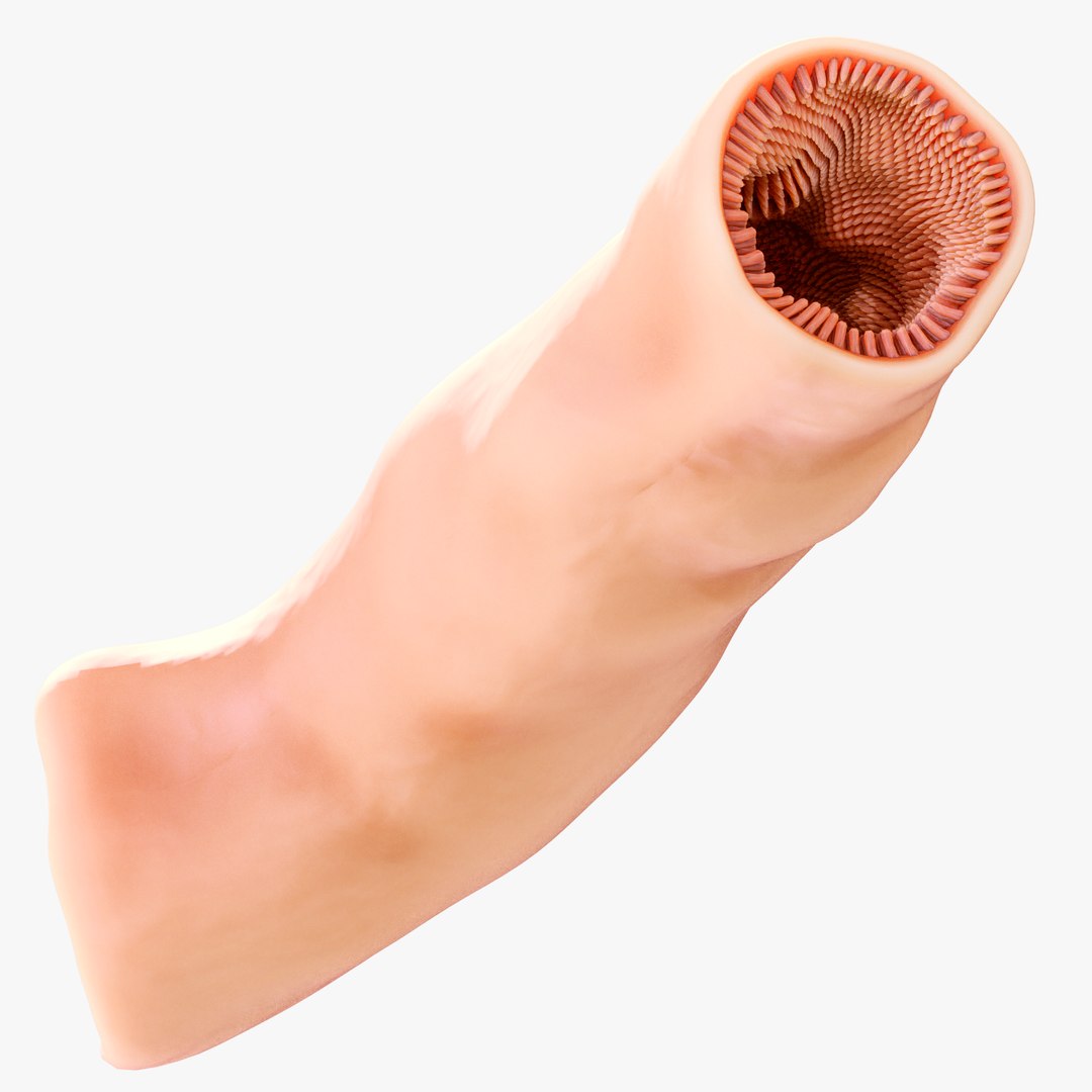 3D Intestinal Microvilli Anatomy model https://p.turbosquid.com/ts-thumb/oD/g279yh/Ok/7/png/1684330841/1920x1080/fit_q87/6084e5e30959d44a5f79c493bf5a517e206ac510/7.jpg