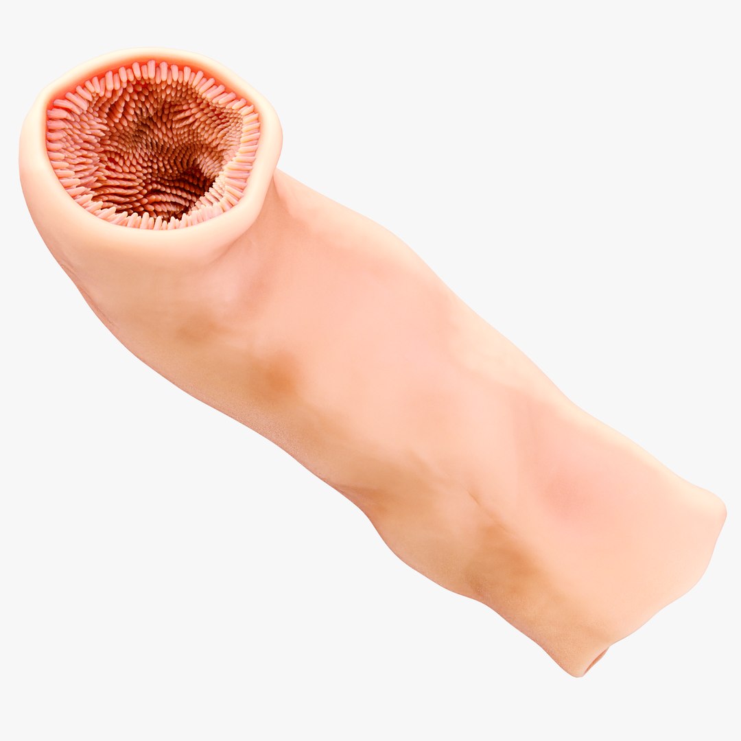 3D Intestinal Microvilli Anatomy model https://p.turbosquid.com/ts-thumb/oD/g279yh/c3/4/png/1684330837/1920x1080/fit_q87/7812e9aec389f57a0a132fa50f03b4d0d9fb79fe/4.jpg