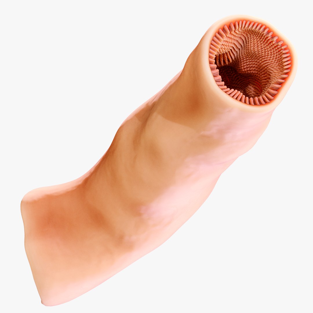 3D Intestinal Microvilli Anatomy model https://p.turbosquid.com/ts-thumb/oD/g279yh/en/9/png/1684330843/1920x1080/fit_q87/61bbd5a6d53a548740a6a2a79d21a406a386e147/9.jpg