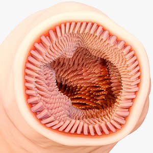 3D Intestinal Microvilli Anatomy model