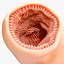 Intestinal Microvilli Anatomy