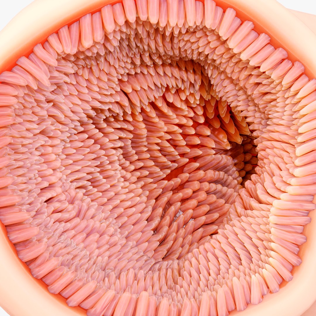 3D Intestinal Microvilli Anatomy Model Biology Diagrams