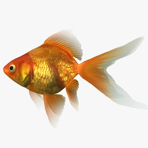 ryukin goldfish scanline model
