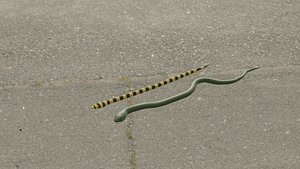 snakes
