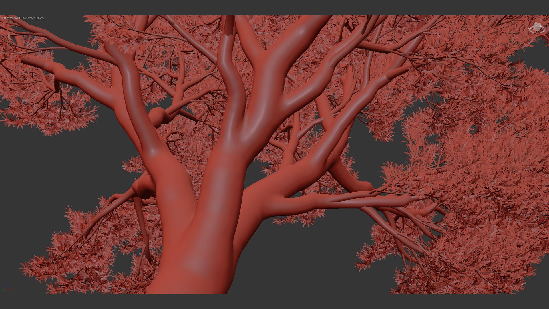Podocarpus Totara Evergreen Tree 3D Model - TurboSquid 2050186